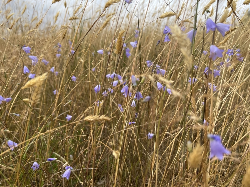 Chiltern Forage Farm